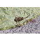 Parachute Canopy, WWII Camouflage pattern